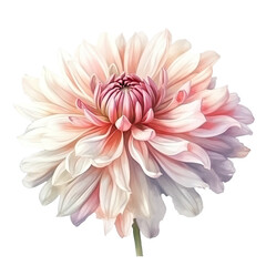 Soft Pink Chrysanthemum Flower Isolated Background.