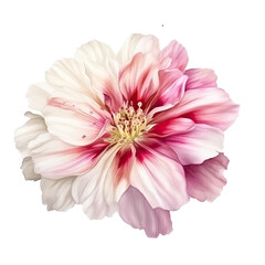 Vector Illustration of Soft Pink Blossom Clementine Flower.