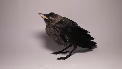 Baby crow on a white background in exotic vet clinic.
It's called a Western jackdaw.
This black bird has blue eyes.
Close up of a Blackbird.
Crow cawing.
Ornithology.
Young birds. - Powered by Adobe