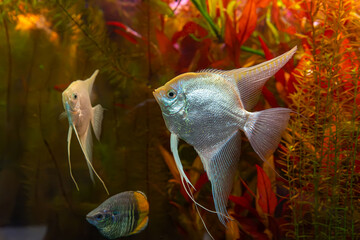 Tropical fish Pterophyllum scalare altum, angelfish swimming in aquarium water wtih red algae. Two...