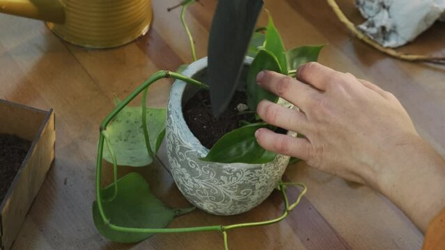 Gardening. Young woman replanting houseplant into new flowerpot in back yard garden. 