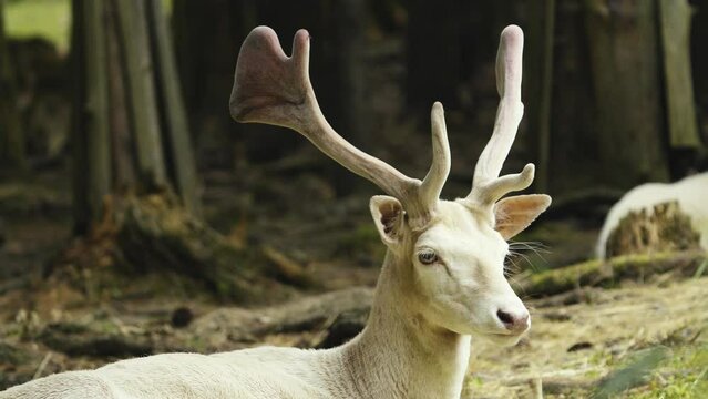 Close-up of a European albino fallow deer resting in a forest preserve