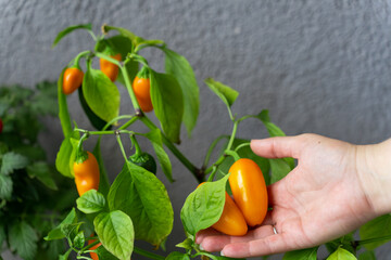A woman harvests hot chili peppers NuMex Pumpkin Spice Chili grown at home on the balcony