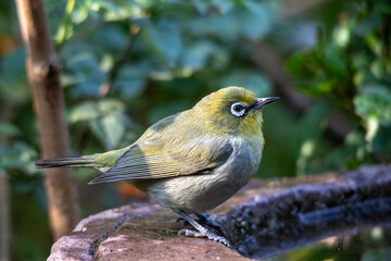 Cape white-eye isolated in a garden in Gauteng, South Africa