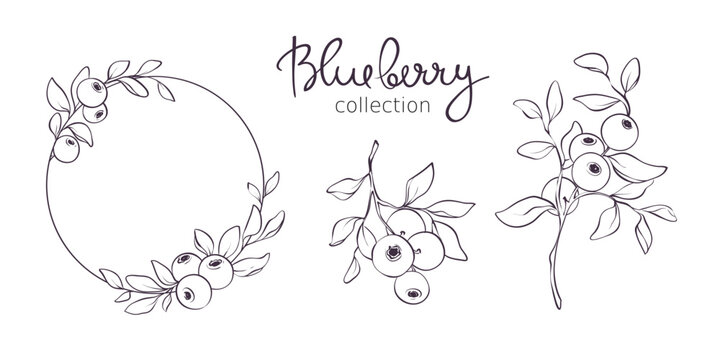 Blueberry - vector illustration. Design elements with a branch with leaves and berries. Sketch in lines, freehand drawing. 