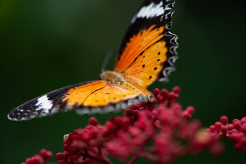 butterfly on flower