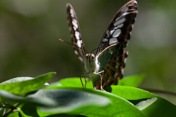 butterfly on a leaf