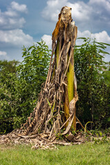 A dry bananas tree, Thailand