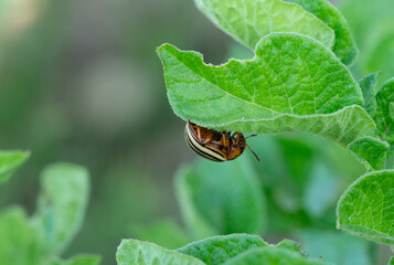 A colorado potato beetle eating the potato leaf