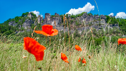 Bastei sandstone rocks and ancient bridge in fron of meadow field of poppies and chamomile at the...