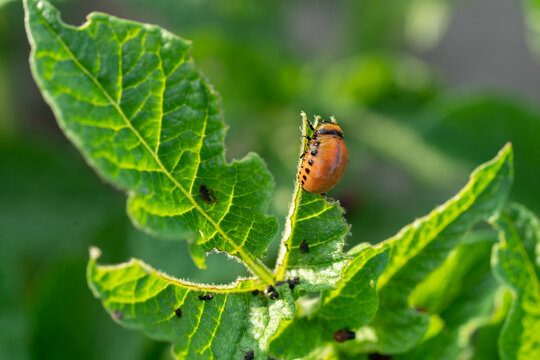 A colorado potato beetle eating the potato leaf