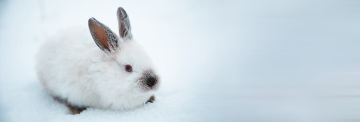 white rabbit on snow