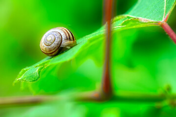 Spring brings green plants, raindrops, and snails. Closeup of a snail surrounded by water beaded up on a fern leaf in our yard in Windsor in Upstate NY.	