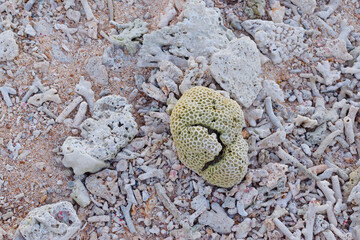 Dead coral fragments lying on a beach, coral reefs on the beach, Beach surface background, Beach texture, Rocky beach