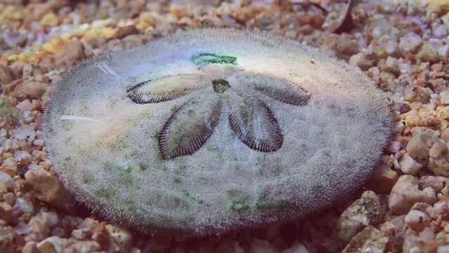 Close up of sea urchin Sand dollar, Cake urchin or Sea Biscuits on sandy bottom in sun glare