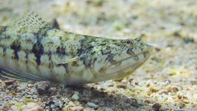 Close up portrait of Slender Lizardfish or Gracile lizardfish (Saurida gracilis) lies on sandy bottom on sunny day in sunrays, Slow motion