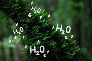 Concept of H2O cycle of plant Transpiration. Photosynthesis process. Environmental education....