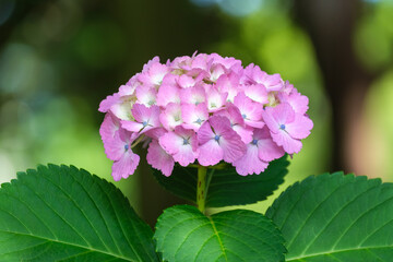 ピンクの紫陽花