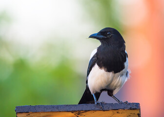 Magpie on the roof of a feeder
