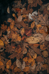 Autumn leaves in the pond