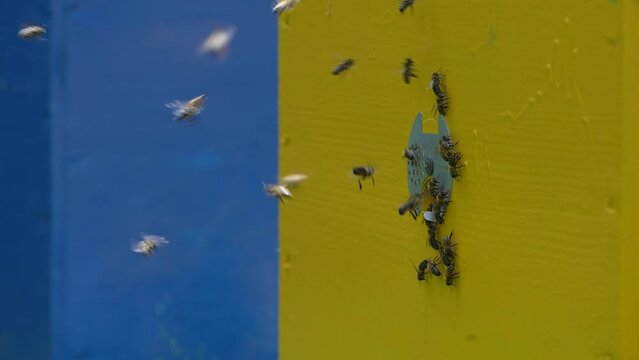 Honey bees fly next to the bee hive in the apiary to collect honey, close up, slow motion. Beekeeping in countryside
