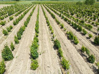 Fototapeta na wymiar Drone view of young vineyards on a bright sunny day