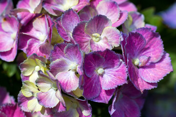 Macro image, pink hydrangea flower background