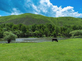 Black bull grazes near a mountain river against the background of mountains on a sunny day, view from a drone. Beautiful, incredible landscape with a domestic bull