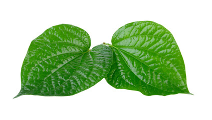 green leaf on transparent png