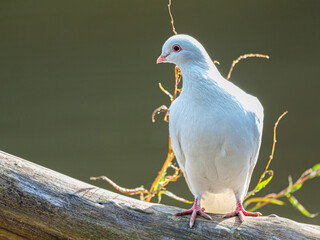 White Dove Looks Right