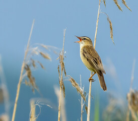 reed warbler, passerine migratory bird, singing