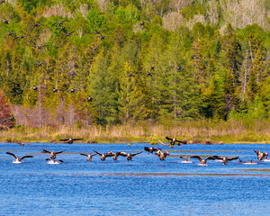 Canada Geese Photo and Image. Group of Canada Geese landing in water with evergreen  trees background in their environment.  Flock of birds.