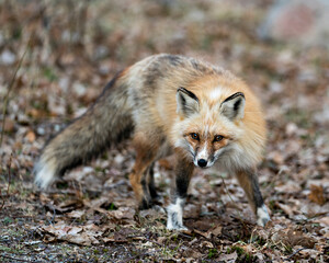 Naklejka na ściany i meble Red Fox Photo Stock. Fox Image. Unique fox close-up profile front view and looking at camera in the spring season in its environment and habitat with blur background unique face, fur, bushy tail.