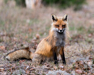 Red Fox Photo Stock. Fox Image.  Close-up profile view sitting on white moss and brown leaves in the spring season with blur background and looking at camera in its environment.