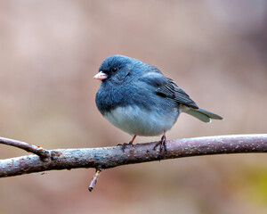 Junco Dark-eyed Photo and Image.  Close-up profile side view perched with a coloured background in its environment, and displaying grey and white colour.