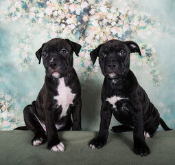 Two Black male American Staffordshire Bull Terrier dogs puppies on flowers background
