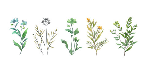 Fototapeta na wymiar Set of herbs isolated on white background. Watercolour flowers collection