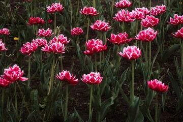 Peony tulips in the garden