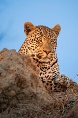 Fototapeta premium African Leopard, Panthera