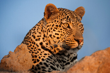 African Leopard, Panthera