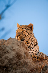 African Leopard, Panthera