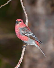 Pine Grosbeak Photo and Image.  Male perched on a branch with blur forest background in its environment and habitat surrounding and displaying red colour feather plumage.