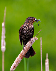 Red-Winged Blackbird Photo and Image.  Female close-up front view, perched on a cattail with green background with a dragonfly in its habitat.