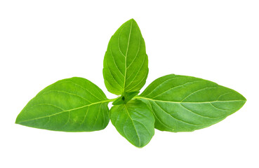 Sweet basil leaves on transparent png