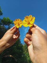 Yellow flowers