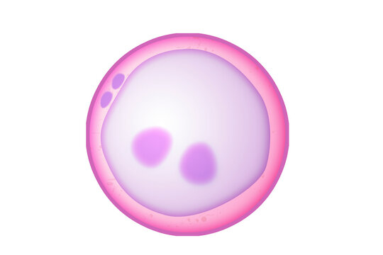 Zygote as the first diploid cell