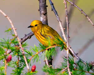 Yellow Warbler Photo and Image.  close-up side view perched on a tamarack tree branch with cones its environment and habitat.