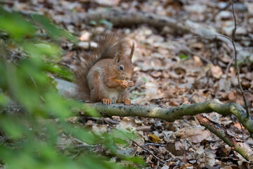 Close up of a squirrel