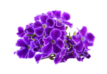 Purple flowers on transparent png