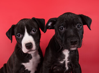 Black American Staffordshire Bull Terrier dogs or AmStaff puppies on red background